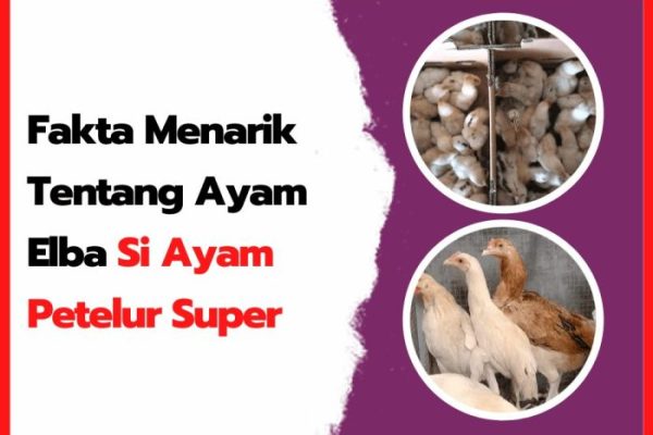 Ayam elba kampung petelur super di Jelutung, Kota Jambi