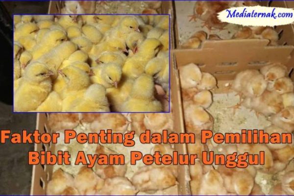 Ternak ayam petelur di Kolawa, Kab. Lanny Jaya