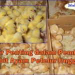 Ternak Ayam Petelur Pilihan di Masa Pandemi Halaman 1 - Kompasiana.com