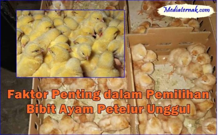 Tips Merawat Ayam Petelur dengan Tepat Bisa Untung Maksimal Tips Merawat Ayam Petelur dengan Tepat Bisa Untung Maksimal