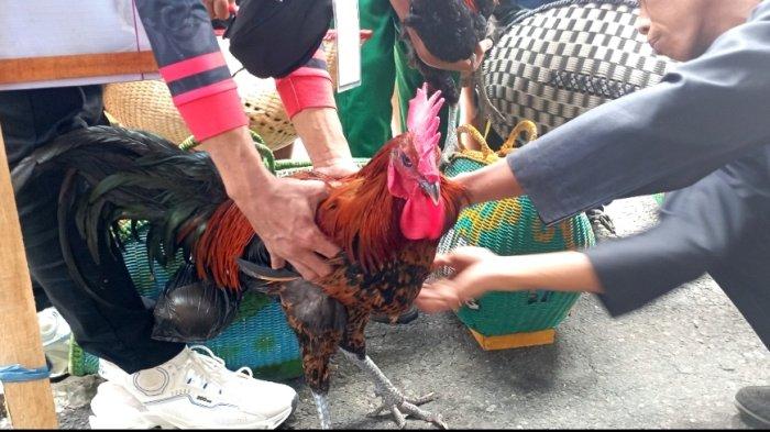 Ratusan Ayam di Wonosobo Ikuti Festival Ayam Pelung Nasional ...