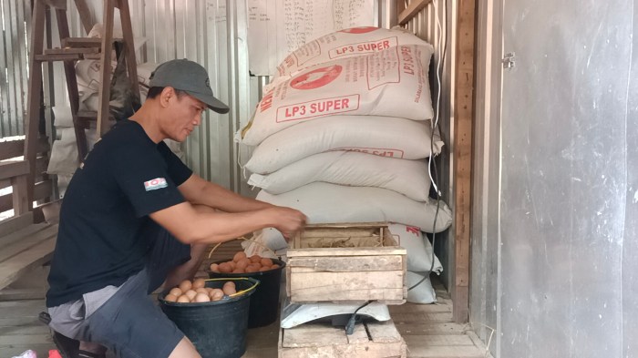 7 Cara Budidaya Ayam Joper Untuk Pemula - Ilmu Peternakan