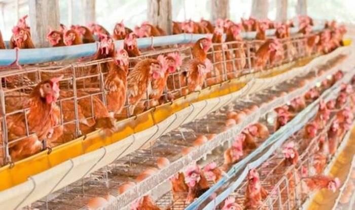 Risiko Ternak Ayam Petelur: Menyadari Tantangan dan Keberhasilan dalam ...