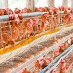 Dorong Kembangkan Peternakan Ayam Petelur di Desa Tampa – Kalteng Today