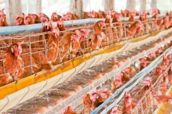 Ternak ayam petelur di Mamboro, Sumba Tengah