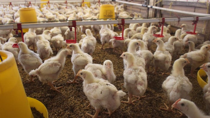 Ternak Ayam Kampung : Cara Memulai, Modal, dan Tips Balik Modal Cepat ... Budidaya ternak ayam di Gajah, Demak