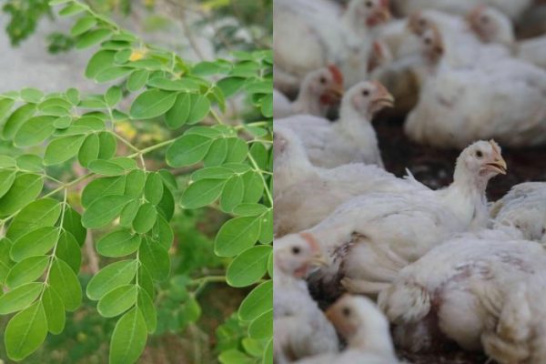 Daun penggemuk ayam di Tutar, Polewali Mandar