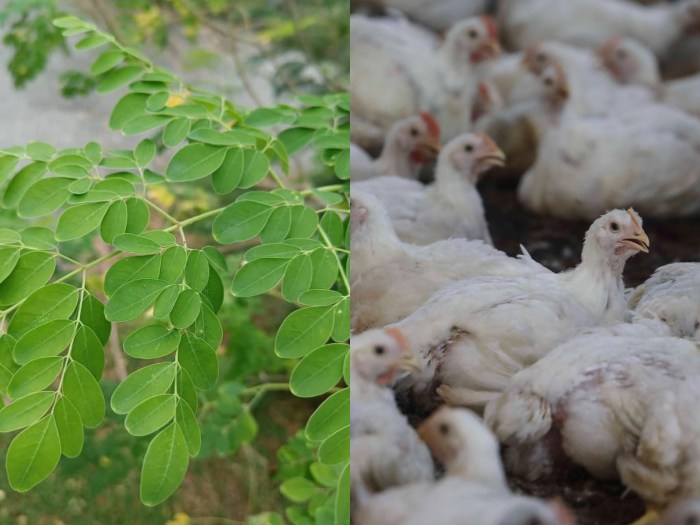 Daun penggemuk ayam di Daha Selatan, Hulu Sungai Selatan
