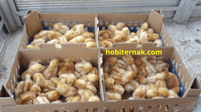 Panduan Cara Ternak Ayam Petelur, Mudah Untuk Pemula - Tugumalang.id Panduan Cara Ternak Ayam Petelur, Mudah Untuk Pemula - Tugumalang.id