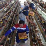 Panduan Memulai Usaha Ternak Ayam Petelur di Rumah - MediaTernak.Com