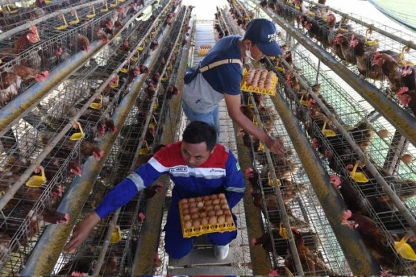Ternak ayam petelur di Wawonii Barat, Konawe Kepulauan