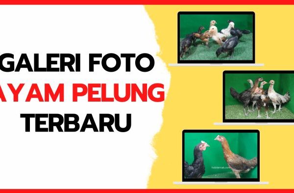 Ayam pelung jumbo di Gedong Tengen, Kota Yogyakarta