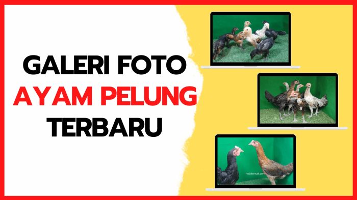 Ayam Pelung Ayam pelung jumbo di Gedong Tengen, Kota Yogyakarta