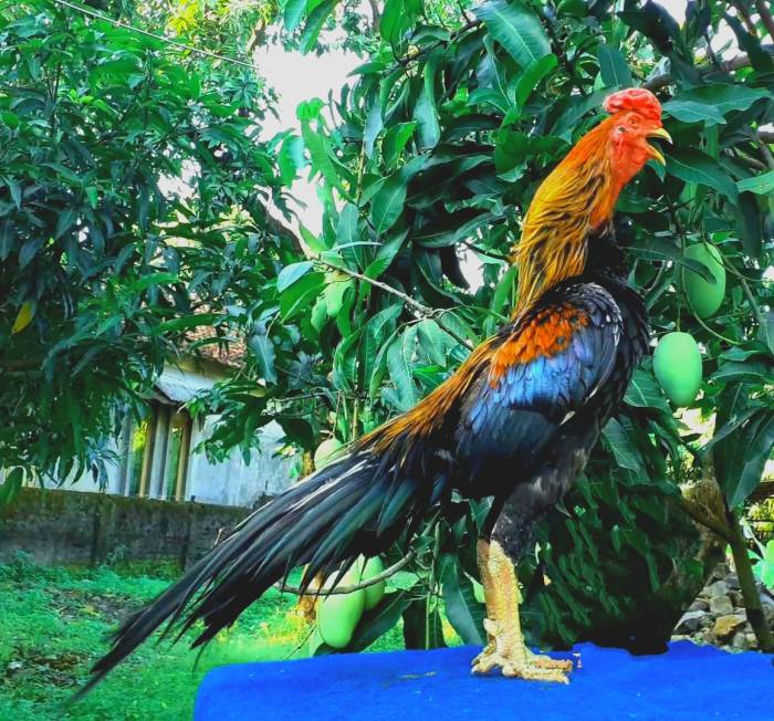 Ayam merah petelur di Banjarsari, Kota Surakarta