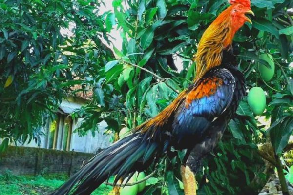 Ayam merah petelur di Sapuran, Wonosobo