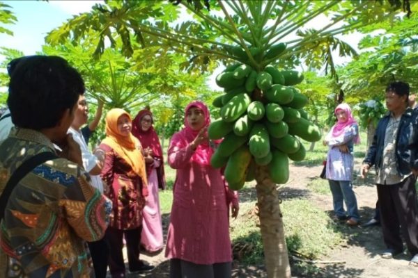 Daun penggemuk ayam di Pepera, Kab. Pegunungan Bintang