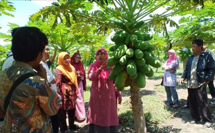 Daun penggemuk ayam di Pepera, Kab. Pegunungan Bintang