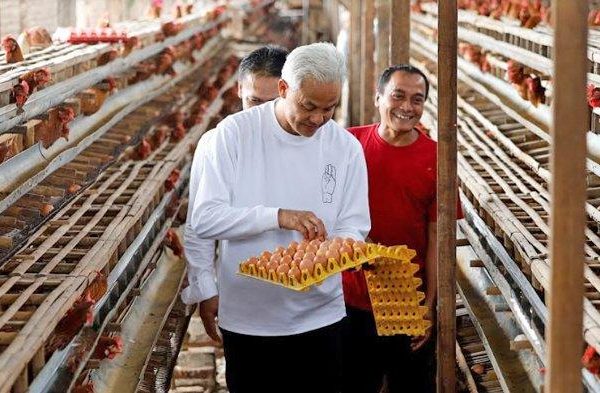 Ayam merah petelur di Mangunjaya, Pangandaran