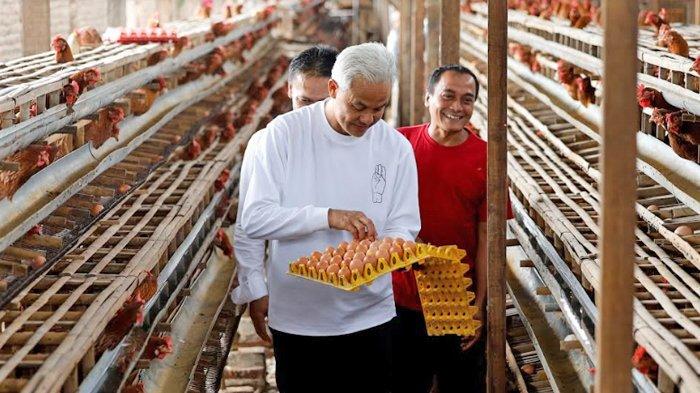 Ayam merah petelur di Mangunjaya, Pangandaran