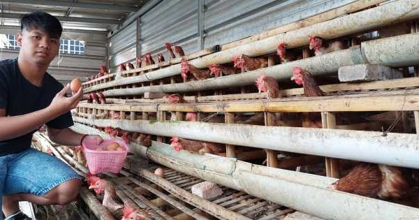 Ternak ayam petelur di Batang, Jeneponto