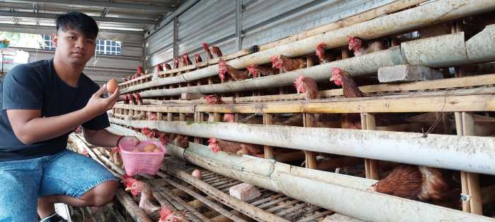 Cara Kekinian Ternak Ayam Petelur, Mudah dan Menguntungkan ... Ternak ayam petelur di Landono, Konawe Selatan