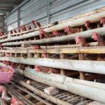 Ternak ayam petelur di Bandar Mataram, Lampung Tengah