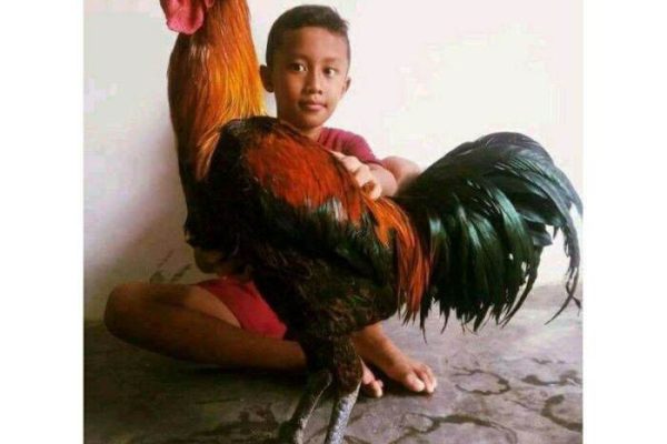 Ayam pelung jumbo di Ngampilan, Kota Yogyakarta