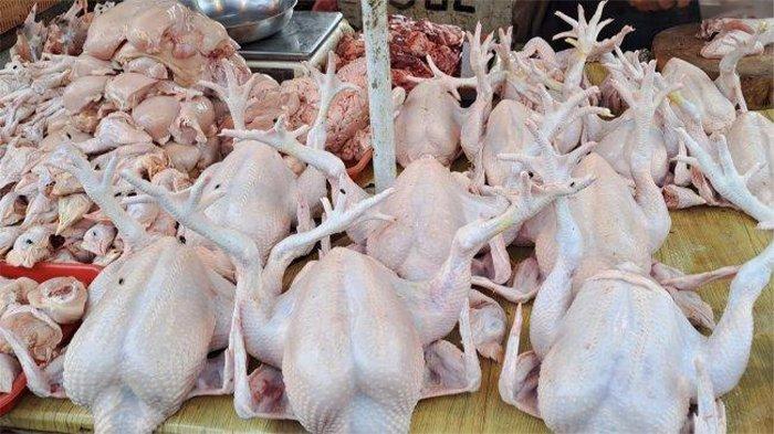 Harga Ayam Potong di Aceh Tenggara Naik Menjadi Rp 32.000/Kilogram ... Harga ayam kampung potong di Anak Tuha, Lampung Tengah