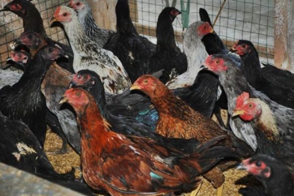 Hambatan Beternak Ayam Kampung - Trubus