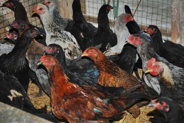 Hambatan Beternak Ayam Kampung - Trubus Budidaya ternak ayam di Batang, Kab. Batang