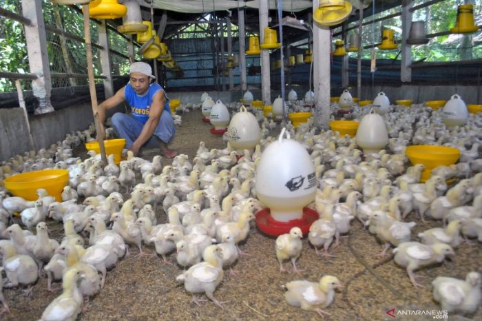 Ternak Ayam Joper dan Hasil dari Ayam Joper - Kompasiana.com Ayam ternak di Kalinyamatan, Jepara