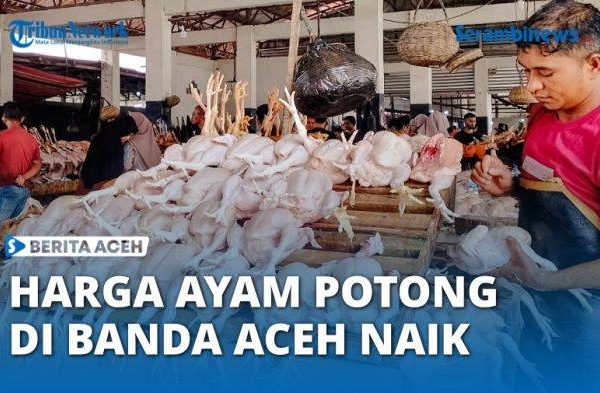 Harga Ayam Potong Rp 35 Ribu per kilogram - Dimensinews.id