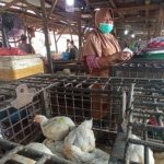 Harga ayam kampung potong di Pagelaran, Cianjur