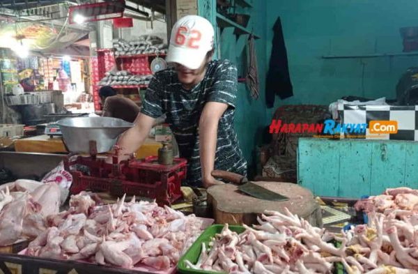 Jelang Lebaran Penjual Ayam Afkir Bermunculan di Belitung, Harga Ayam ...