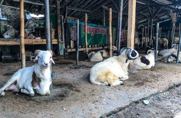 Daging kambing di Cipedes, Kota Tasikmalaya