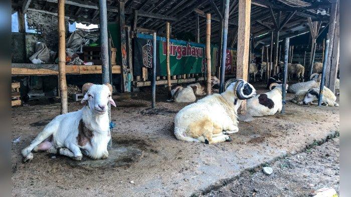Daging kambing di Sukahening, Tasikmalaya