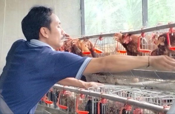 Harga Jagung Pakan Ternak Ayam Petelur Dirasa Masih Tinggi - GATRABALI.COM