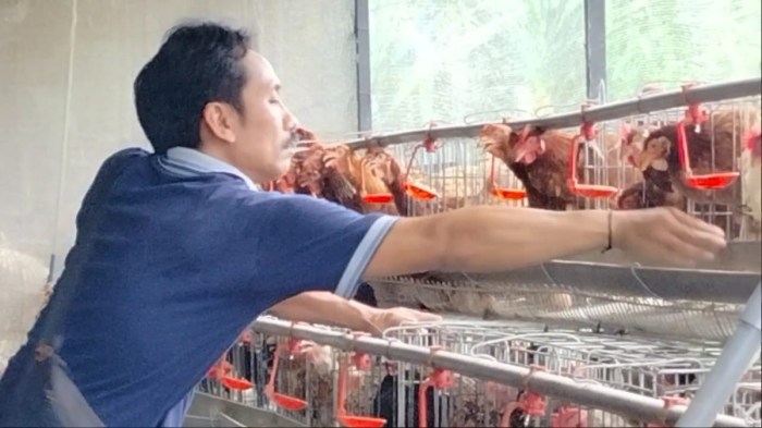 Harga Jagung Pakan Ternak Ayam Petelur Dirasa Masih Tinggi - GATRABALI.COM Harga Jagung Pakan Ternak Ayam Petelur Dirasa Masih Tinggi - GATRABALI.COM