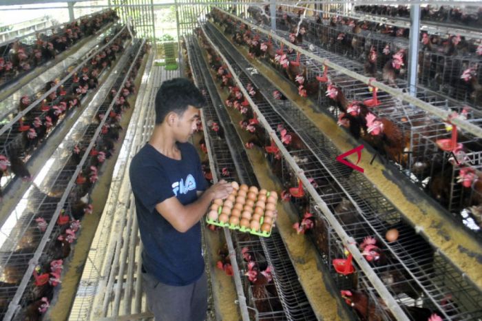 Presidium Peternak: Beras busuk tidak bisa untuk pakan ayam - ANTARA News Presidium Peternak: Beras busuk tidak bisa untuk pakan ayam - ANTARA News