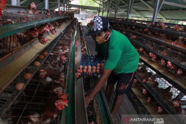 Ternak ayam petelur di Pitu Riawa, Sidenreng Rappang
