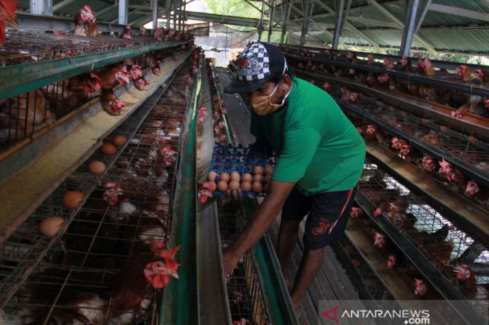 Kandang Ayam Kampung Ternak ayam petelur di Pitu Riawa, Sidenreng Rappang