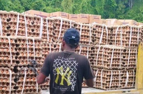 Daun penggemuk ayam di Pariwari, Kab. Fakfak