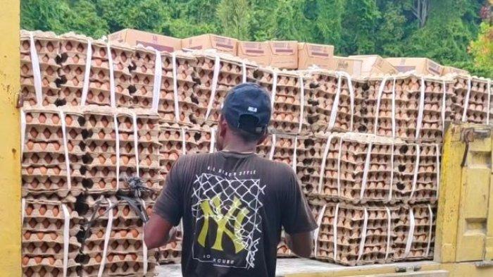 Disperindag Pastikan Harga Telur Ayam di Fakfak Kembali Normal ... Daun penggemuk ayam di Pariwari, Kab. Fakfak