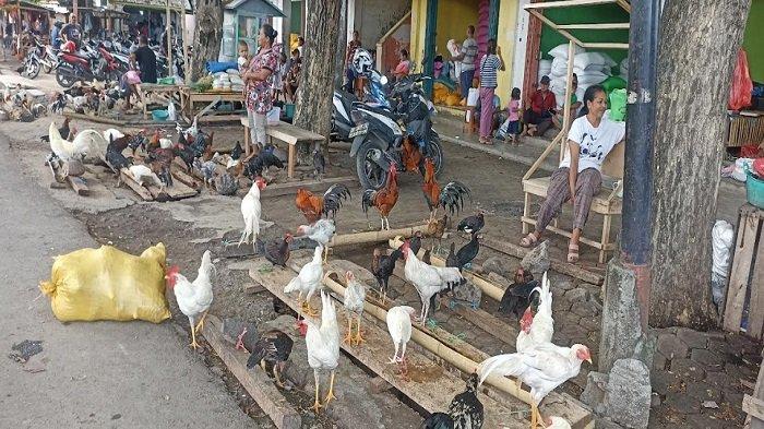 Harga Ayam Kampung Stabil, Ayam Pedaging Melangit di Borong Manggarai ... Harga ayam kampung potong di Megamendung, Bogor