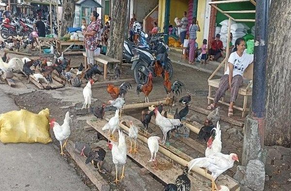 Jelang Natal dan Tahun Baru, Harga Ayam Kampung di Pasar Borong ...