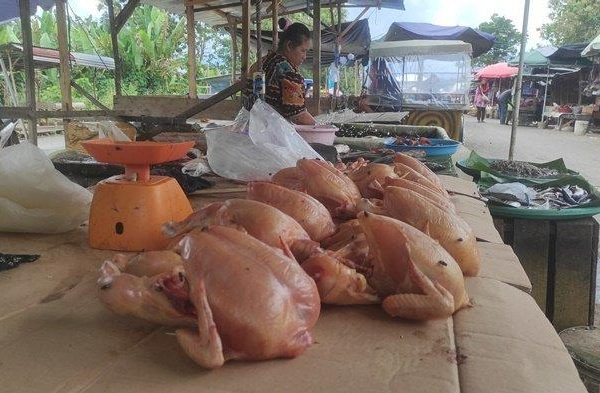 Harga Ayam Potong Naik Signifikan di Padang, Kini Capai Rp45.000 Per Kg