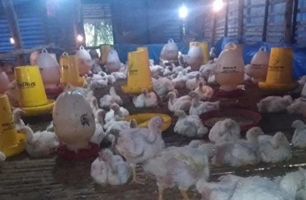Harga ayam kampung potong di Pardasuka, Pringsewu