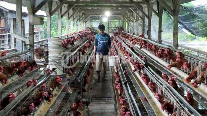 Ayam merah petelur di Tarogong Kaler, Garut