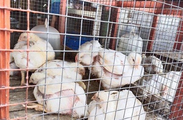 Ayam ternak di Lubuk Kilangan, Kota Padang