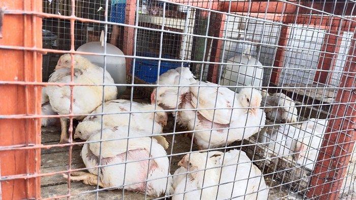 Ayam ternak di Lubuk Kilangan, Kota Padang